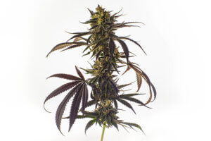 Bulk Bud image